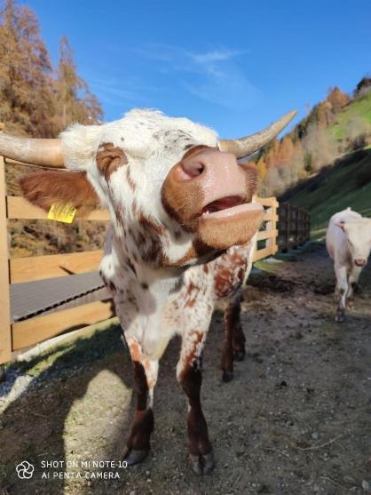 캐디피트라 Texas Longhorn Ranch Neumannhof 아파트 외부 사진