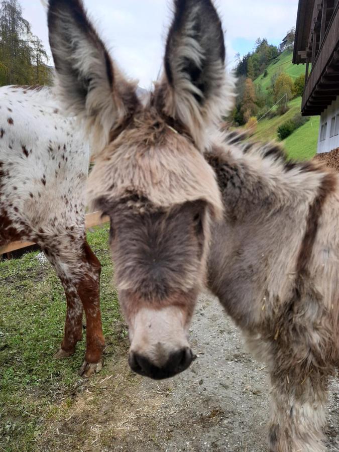 캐디피트라 Texas Longhorn Ranch Neumannhof 아파트 객실 사진