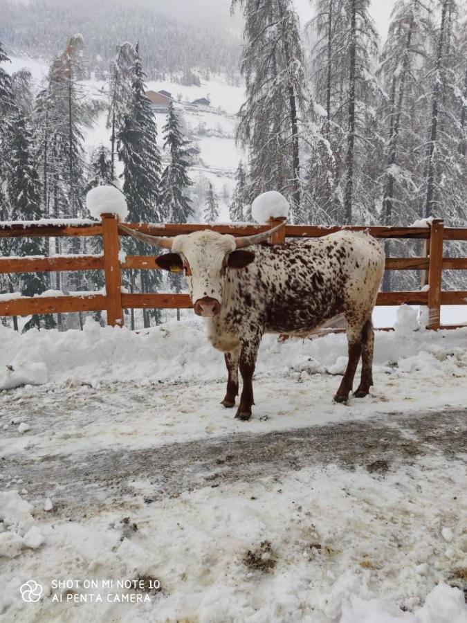 캐디피트라 Texas Longhorn Ranch Neumannhof 아파트 외부 사진